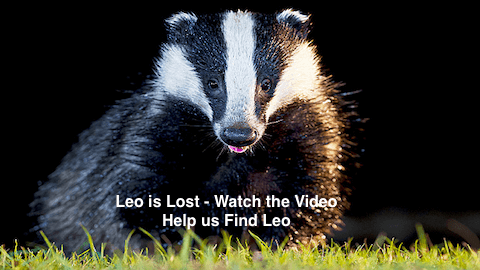 Leo is Lost - Badger Missing